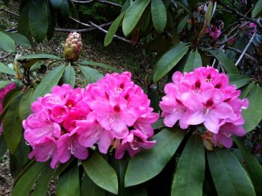 Rhododendron_arboretum_opeka.jpg