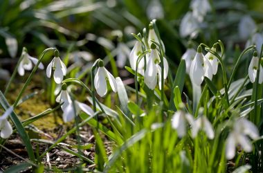 Ivanscica_park_prirode 13.jpg