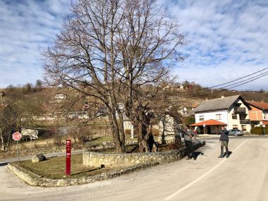 belina_lipa_ocuvanje_genofonda_2022 2.jpg
