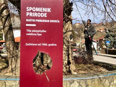belina_lipa_ocuvanje_genofonda_2022 3.jpg