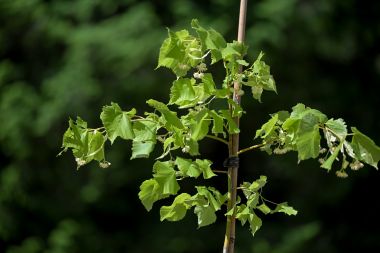 Arboretum_Opeka_obilazak 20.jpg